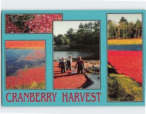 Postcard Harvesting Cranberries in Massachusetts USA