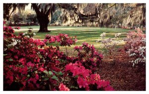 Postcard GARDEN SCENE Wilmington North Carolina NC AQ2292