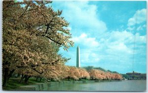 Postcard - Washington Monument, Cherry Blossom Time, Washington, D. C.