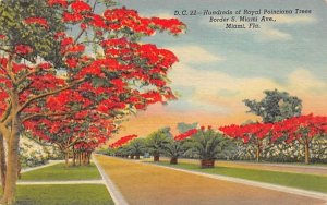 Royal Poinciana Trees Border S. Miami Ave. Florida  