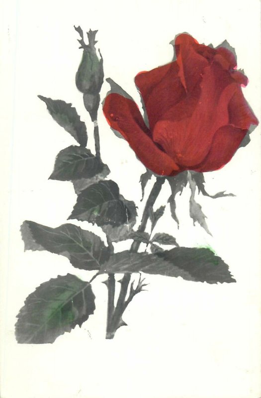 Post card garden rose