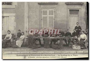 COPY Establishment of Viticulture and Horticulture The Grafting Vine Bush Lon...