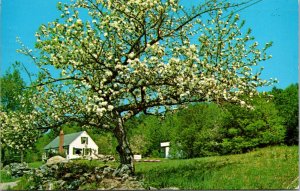 Vermont, Weston - Apple Blossom Tree - [VT-098]