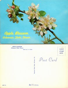 Apple Blossom, Arkansas State Flower (25708