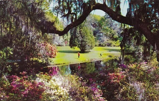 South Carolina Charleston Scene In Magnolia Gardens