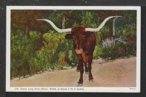 Texas Long Horn,Steer Postcard 