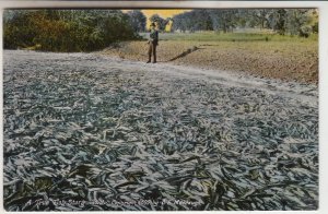 P2421, old postcard large fish kill keley creek one mile from kelseyville caif?