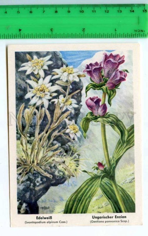 420816 GERMANY flowers Edelweiss Vintage Tobacco Card w/ ADVERTISING