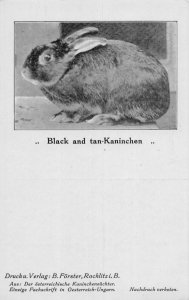 J78/ Interesting Postcard c1910 Germany Rabbit Farming Black & Tan 187