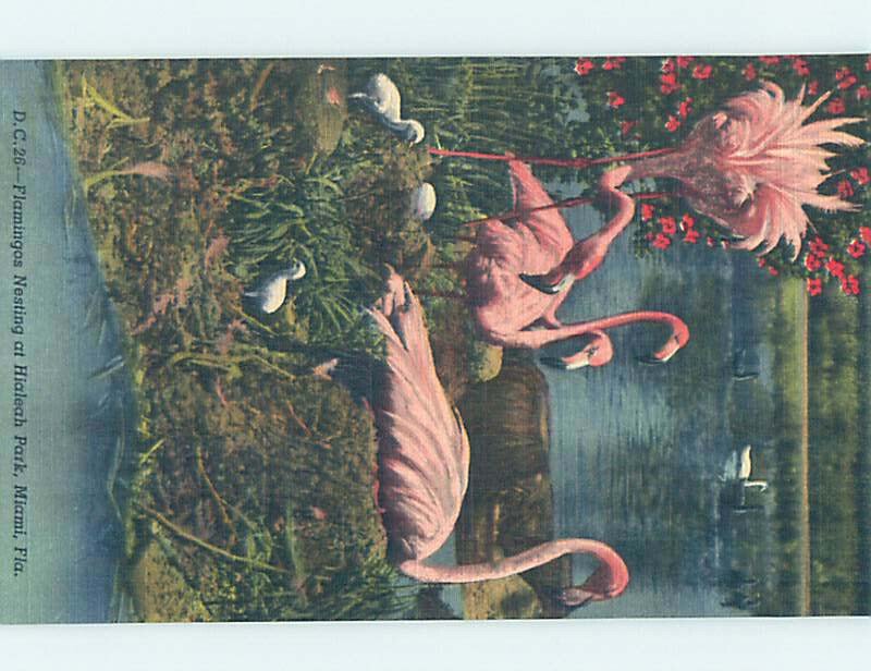 Pre-Chrome FLAMINGOS AT HORSE RACETRACK Hialeah - Near Miami Beach FL AG5612@