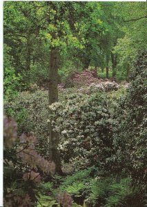 Wiltshire Postcard - The Rhododendron Walk, Bowood, Calne   AB598