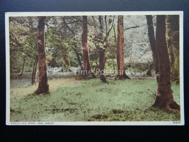 Hampshire NEW FOREST Burley Old Wood - Old Postcard by Photochrom