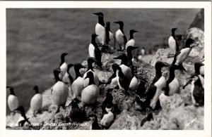 Murres Birds RPPC Oregon Coast Highway Postcard Z24