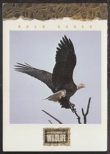 Bald Eagle Postcard BIN 