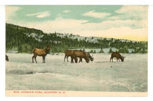 NH - Newport. Corbin's Park, Elk