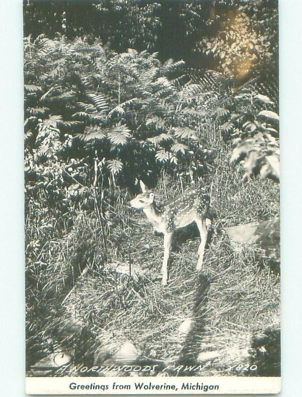 old rppc BABY DEER Wolverine - Near Gaylord & Petoskey & Indian River MI i6975