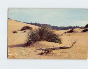 Postcard Sand Dunes, Oregon Coast, Oregon