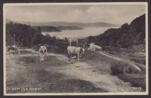 Cattle,Cows,West Loch,Tarbert Postcard 