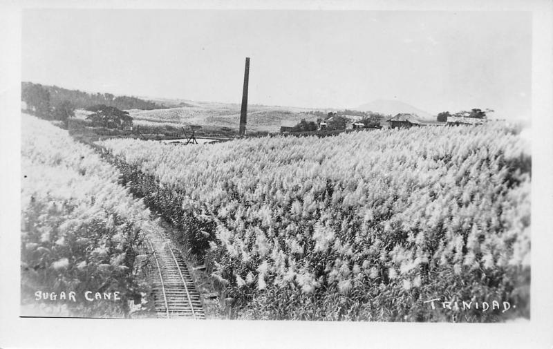 Sugar Cane Plantation, Trinidad, Early Real Photo Postcard, Unused