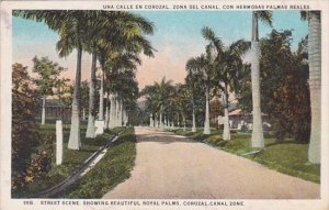 Panama Corozal Street Scene Showing Beautiful Royal Palms