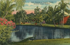 Peacock in Tropical Florida Sarasota Jungle Garden Vintage Linen Postcard