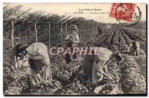 Old Postcard Hyeres picking violets TOP