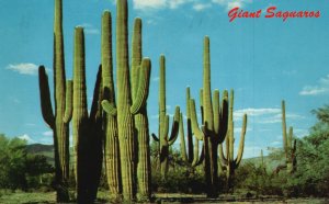 Postcard 1966 Family Group Of Saguaros Symbolic Desert Giant Cacti Arizona Lands