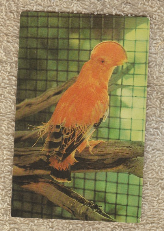 Cock O' The Rock Bird Post Card Busch Gardens VG Unused