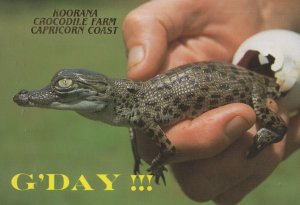 Baby Tiny Australian Saltwater Crocodile Koorana Farm Postcard