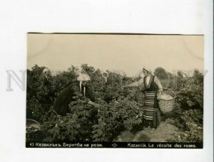 3173318 BULGARIA KAZANLIK harvesting roses Vintage postcard