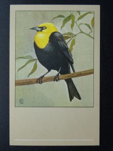 Bird Theme YELLOW HEADED TROUPIAL c1950s Postcard by P. Sluis Series 8 No.89
