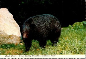 Great Smoky Mountain National Park Native Black Bear