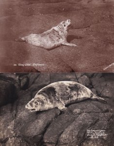 The Grey Seal Defiance Scilly 2x Old Real Photo Postcard s