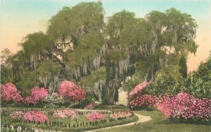 Charleston South Carolina Rose Garden Middleton Albertype Postcard 21-7785