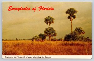 Florida Everglades~Sawgrass & Palmetto Tree Clumps~Curteichcolor~Vintage PC