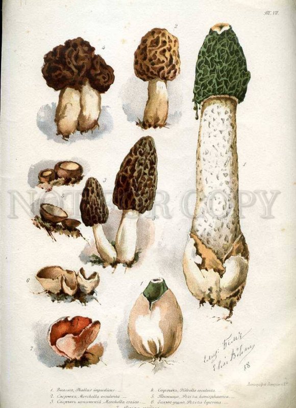 230768 1888 BEM Boehm mushrooms Book with 8 Lithographs