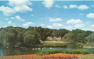 Detroit Michigan Zoo Cloverleaf Lake, Swans Vintage Chrome Postcard