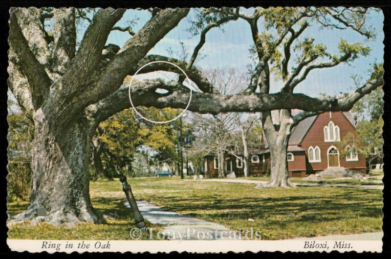 Ring in the Oak - Biloxi