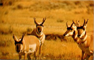 Antelope On The Western Plains - [MX-679]