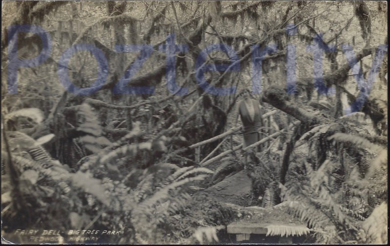 RPPC FAIRY DELL  BIG TREE PARK SANTA CRUZ #1 CALIFORNIA