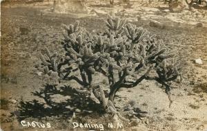 c1910s RPPC Postcard Cholla Cactus, Deming NM Luna County Unposted