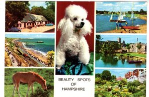 Beauty Spots of Hampshire, Pony, Poodle Dog, Scenes