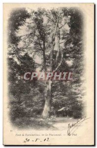 Old Postcard Tree Forest of Fontainebleau The Pharamond