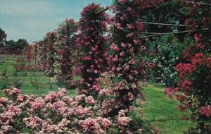 Rhode Island Providence Rose Garden In Roger Williams Park