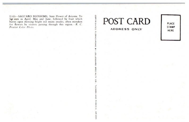 Saguaro Blossoms Arizona State Flower Cactus Postcard