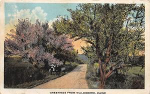 Waldoboro Maine~Cow under Blossoming Tree by Dirt Road~1924 Postcard