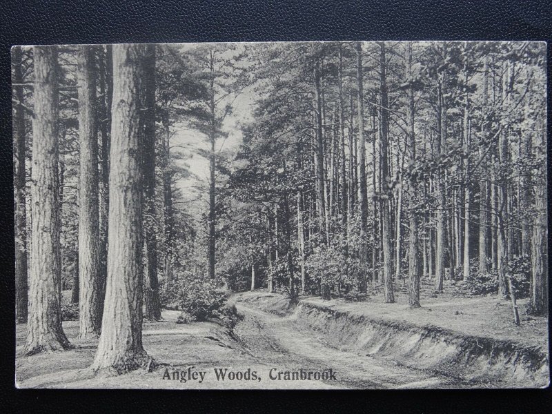 Kent CRANBROOK Angley Woods - Old Postcard by B. Jenner