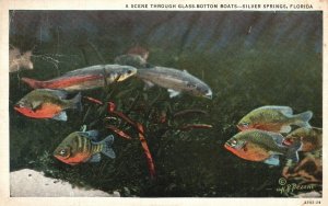 Vintage Postcard Scene Through Glass Bottom Boat Fishes Silver Springs Florida