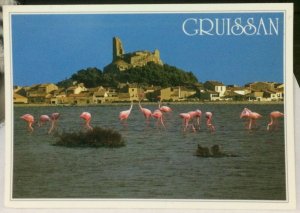 France Gruissan Flamingos - posted 2002