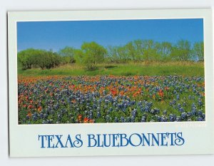 Postcard Texas Bluebonnets, Texas